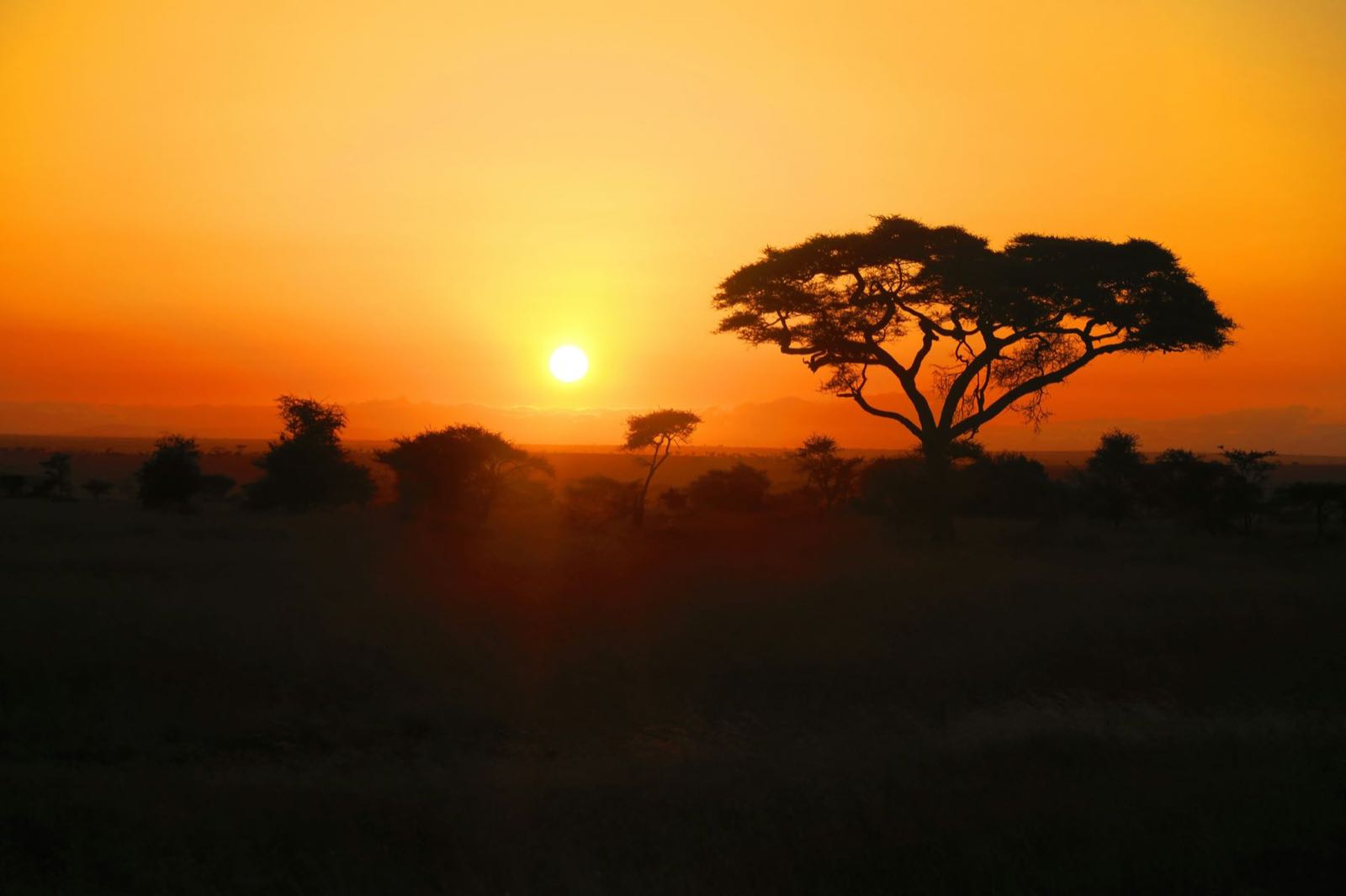 An acacia tree silhouetted against an orange sunset on the savannah