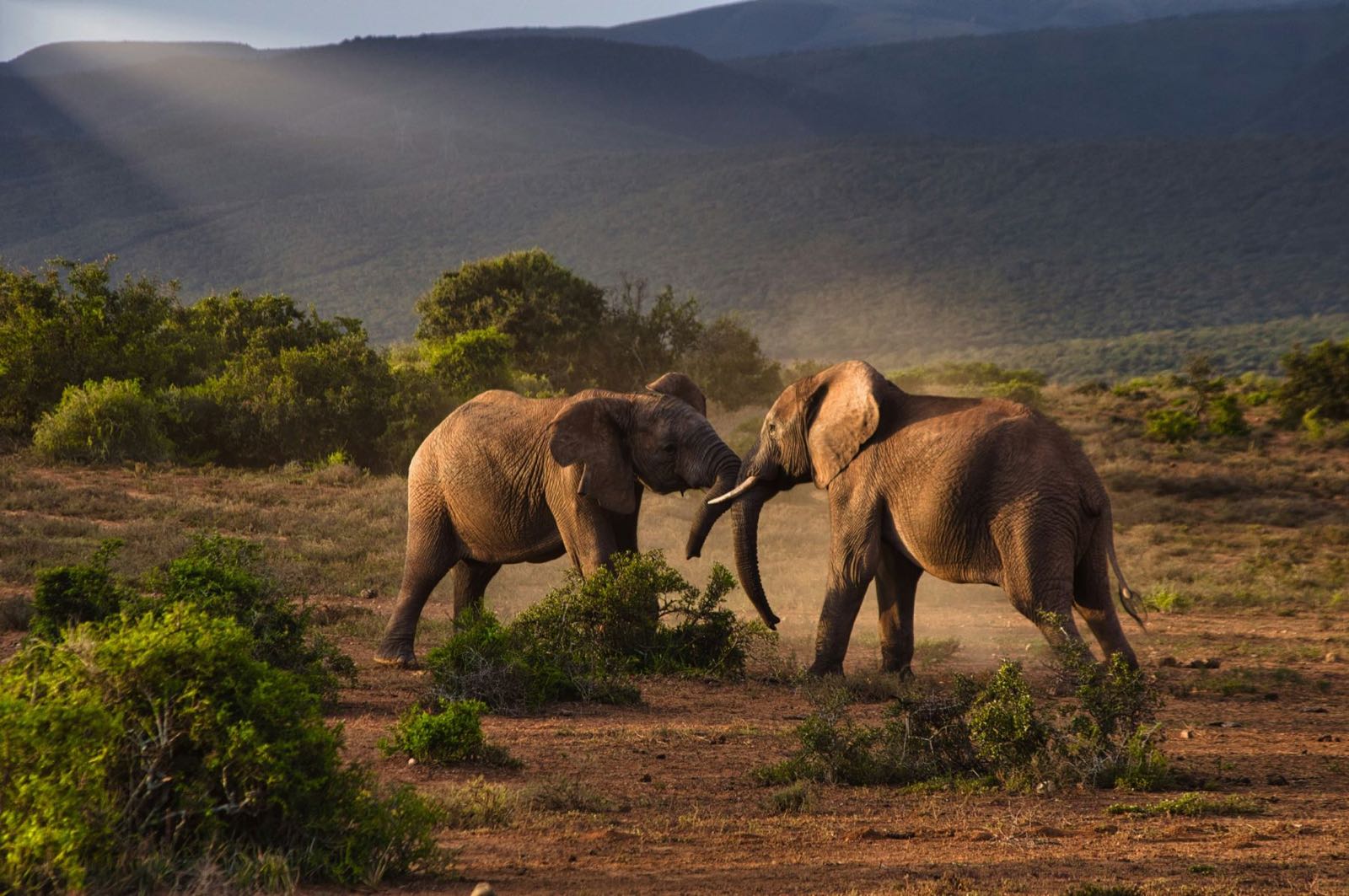 Two elephants facing each other on a dusty plain at dusk