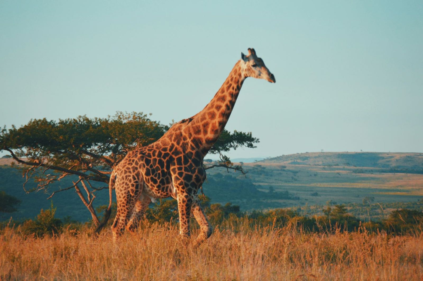A giraffe walking through golden grass in the Maasai Mara