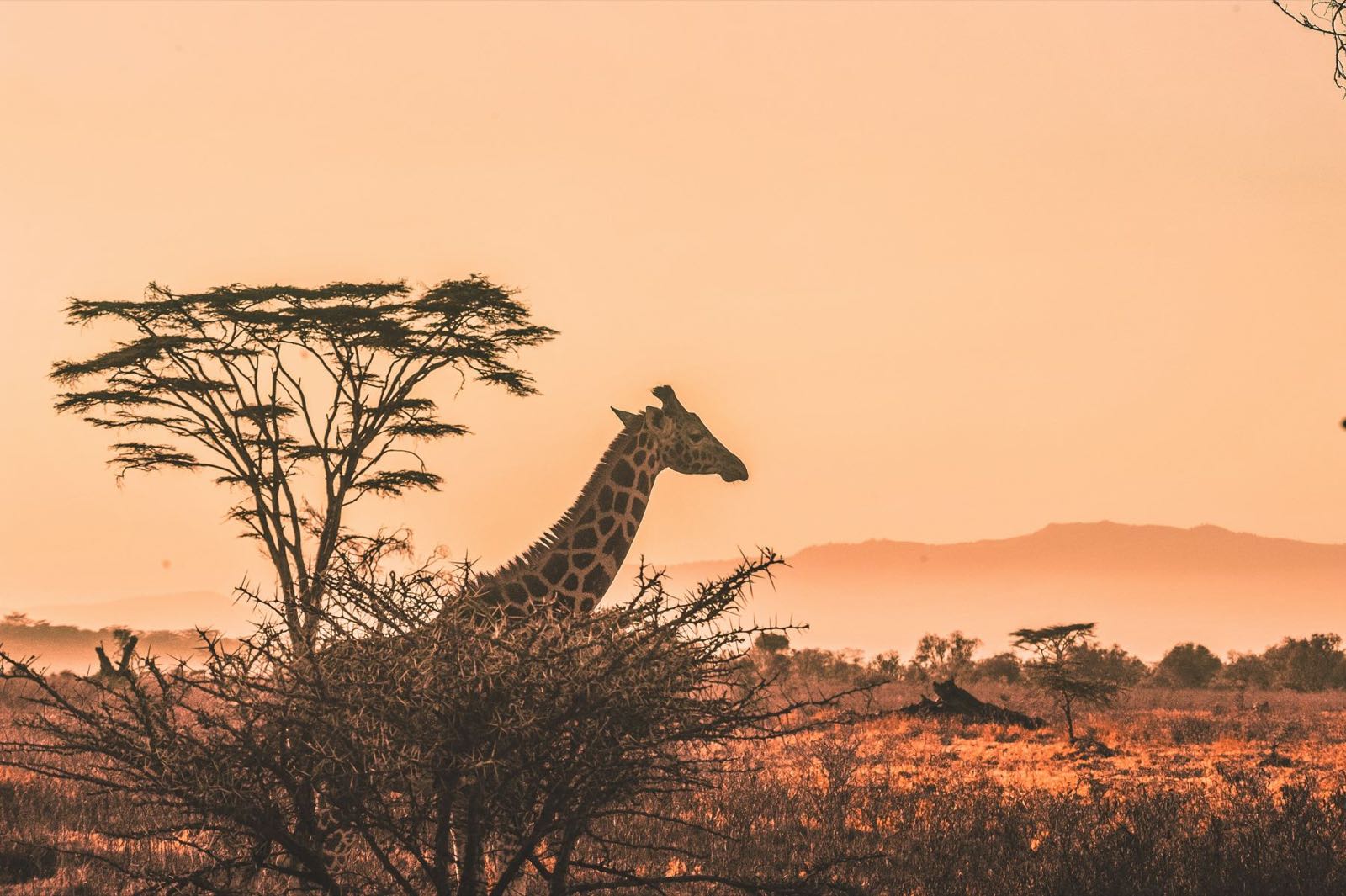 A giraffe among acacia trees at sunset
