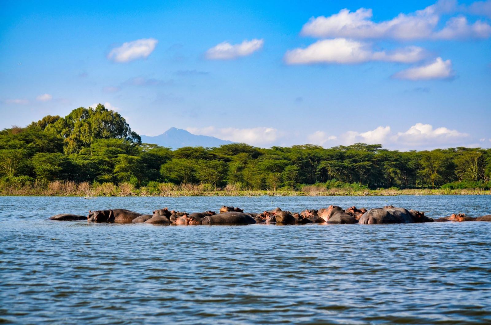 A pod of hippos in Lake Naivasha