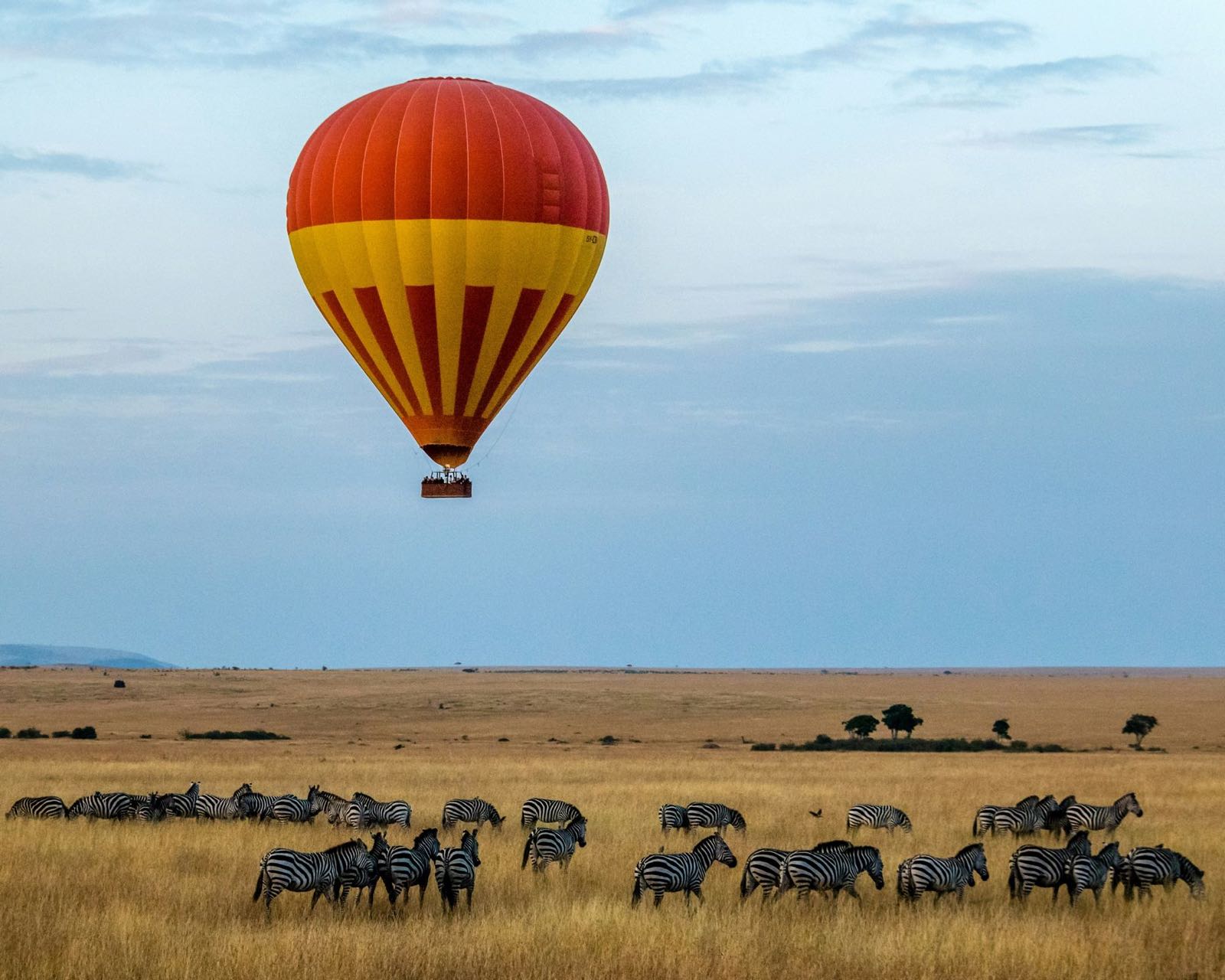 A red and yellow hot air balloon above zebras on the Maasai Mara at sunrise