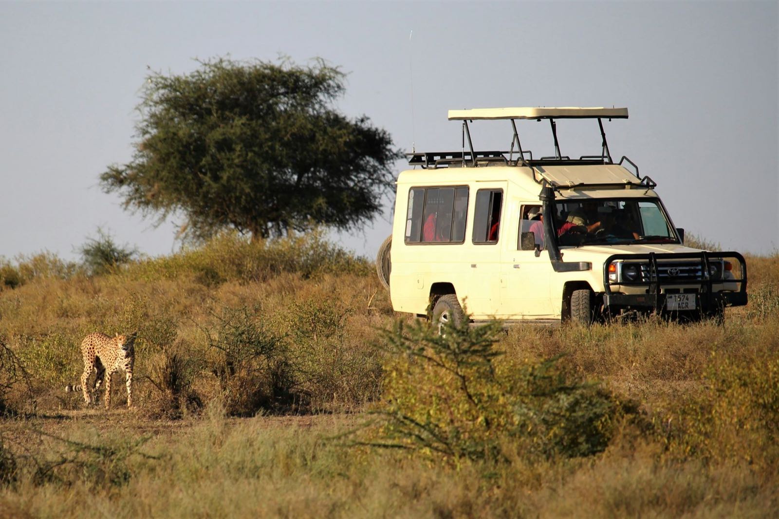 A cheetah walking through the grass beside a safari vehicle in the Maasai Mara