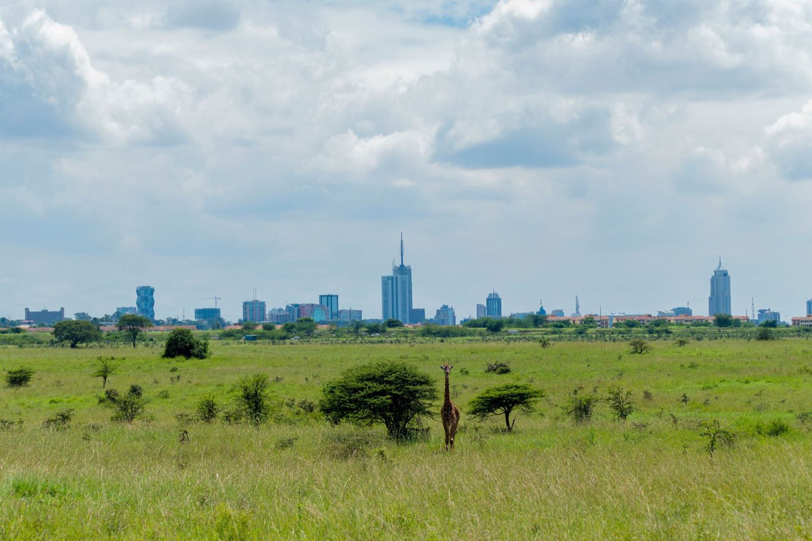A giraffe on the plains of Nairobi National Park with the city skyline behind