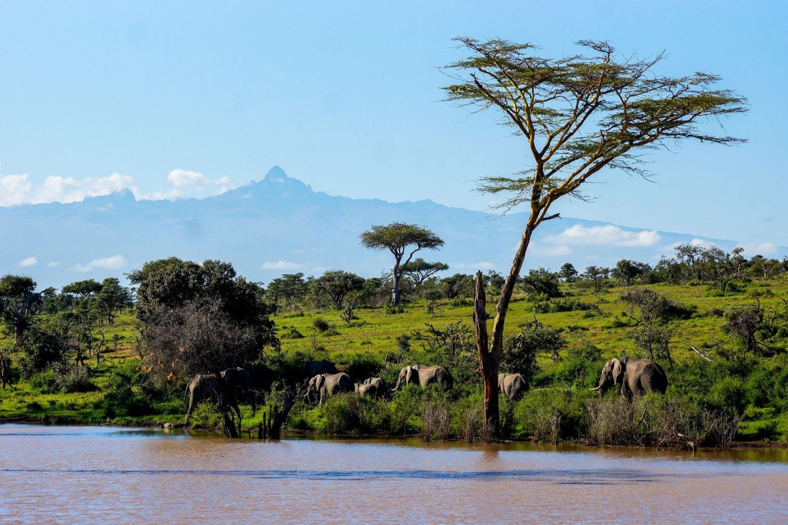 Elephants drinking at a river in Ol Pejeta with Mount Kenya on the horizon