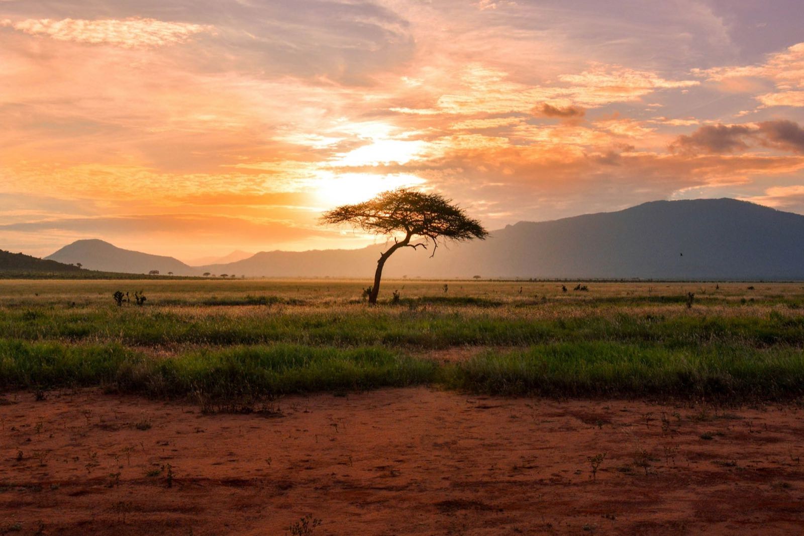 A lone acacia tree on red earth at sunset in Tsavo