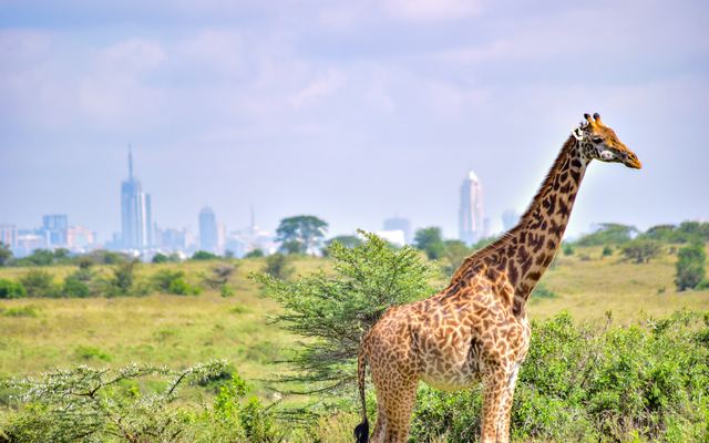 Giraffe with the Nairobi skyline behind