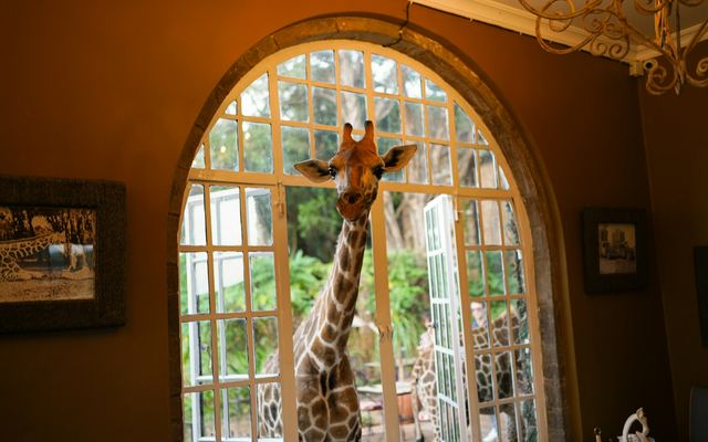 Giraffe looking through a window at Giraffe Manor