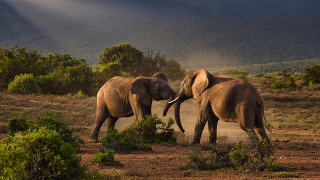 Two elephants meeting in the bush