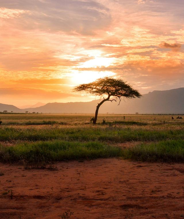 Acacia tree against a sunset over the plains