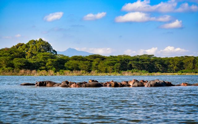 Hippos in a lake under blue sky